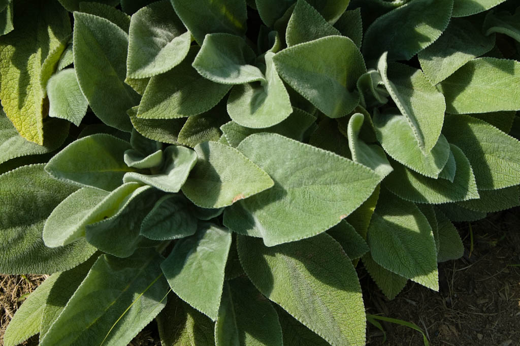 Lamb's Ear