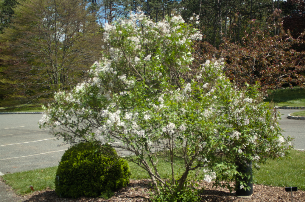 Chinese Lilac