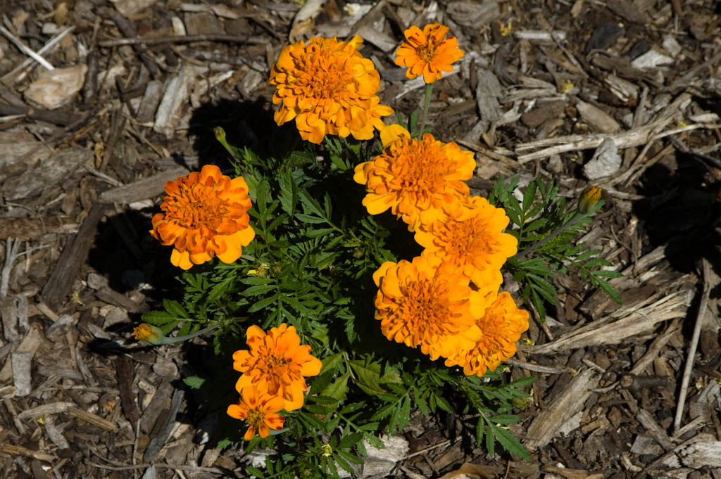 French Marigold