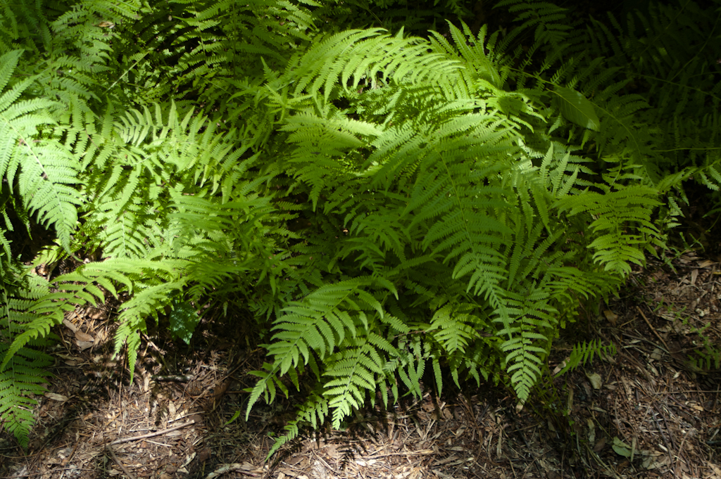New York Fern