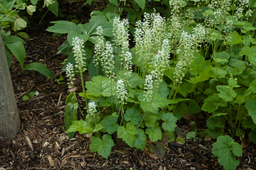 Foam Flower