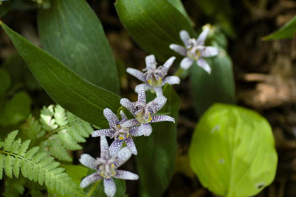 Toad Lily