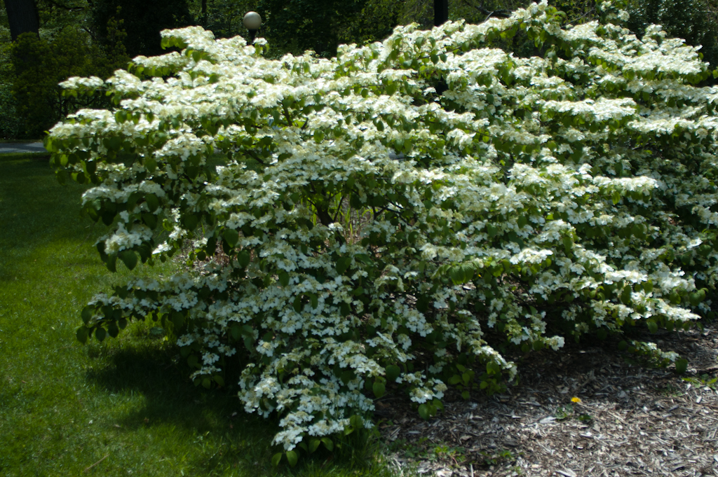 Doublefile Viburnum
