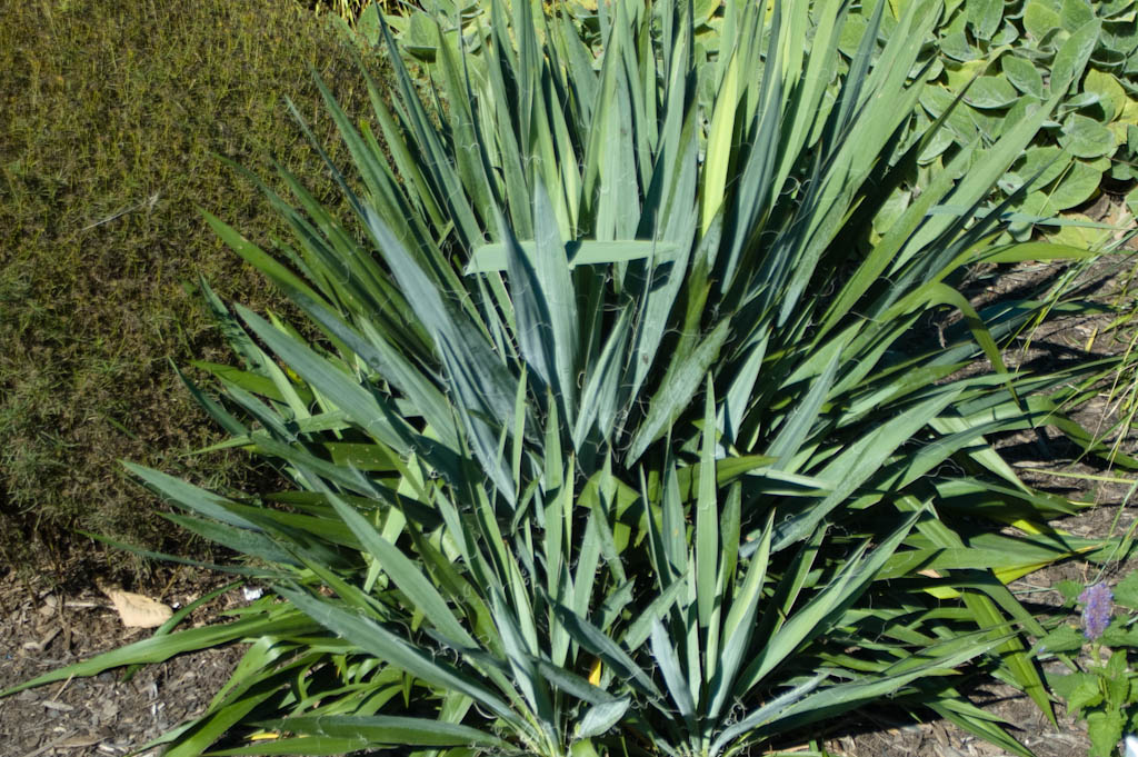 Yucca