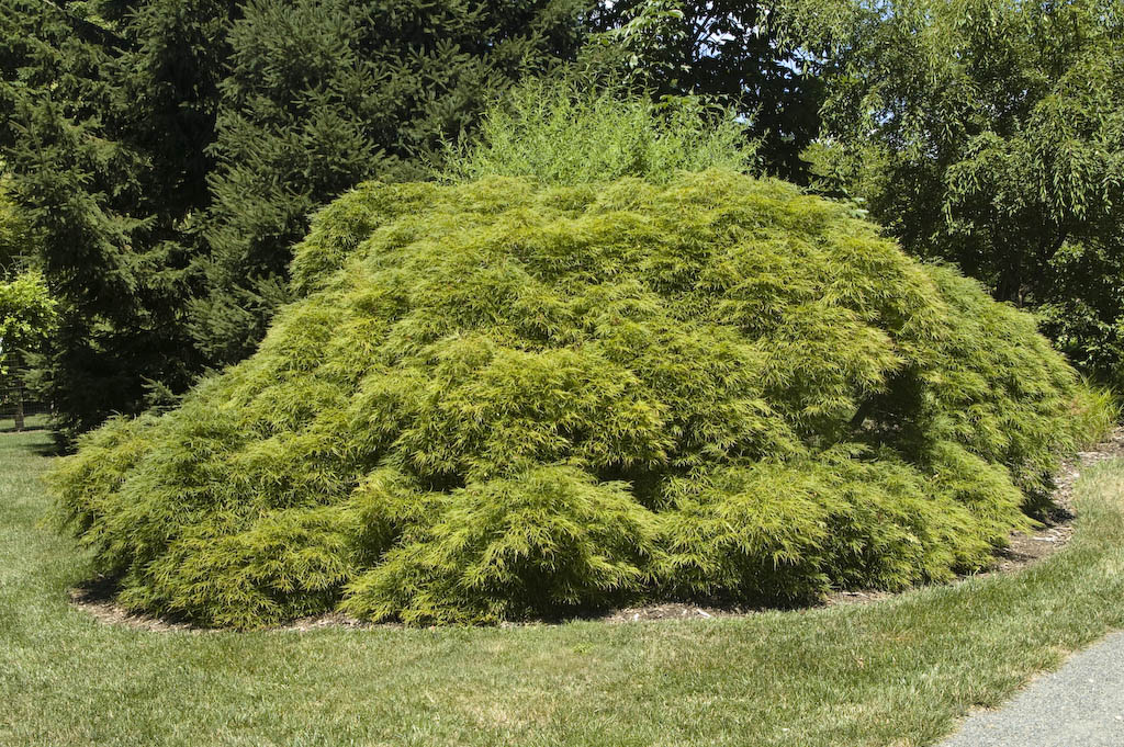 Japanese Maple