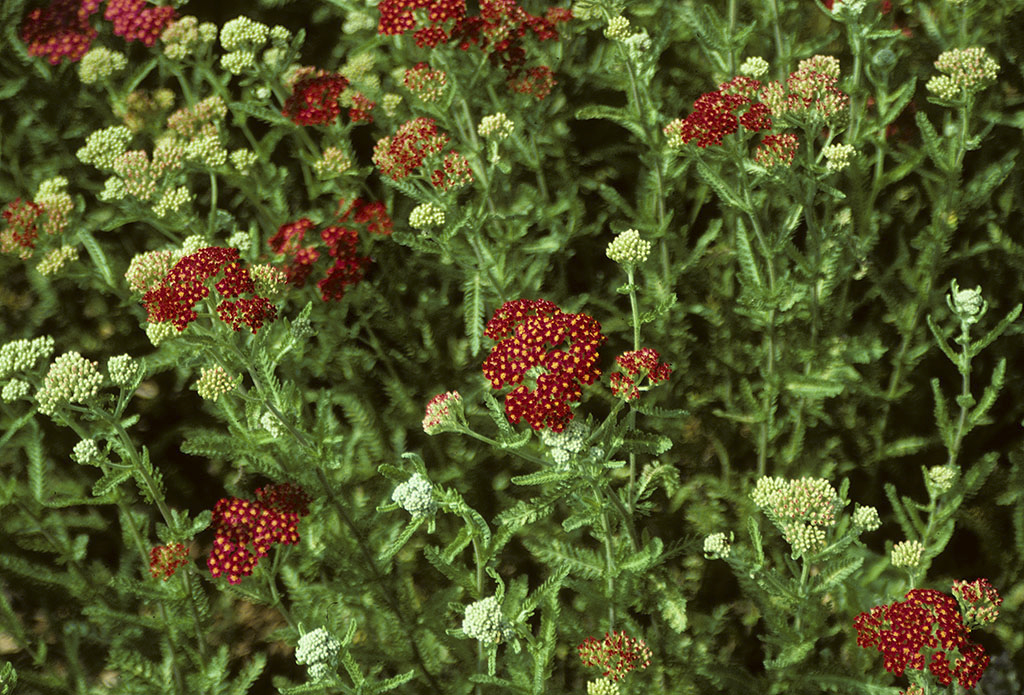 Common Yarrow
