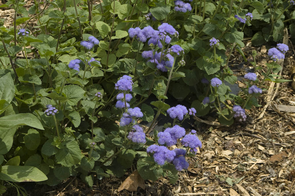 Ageratum