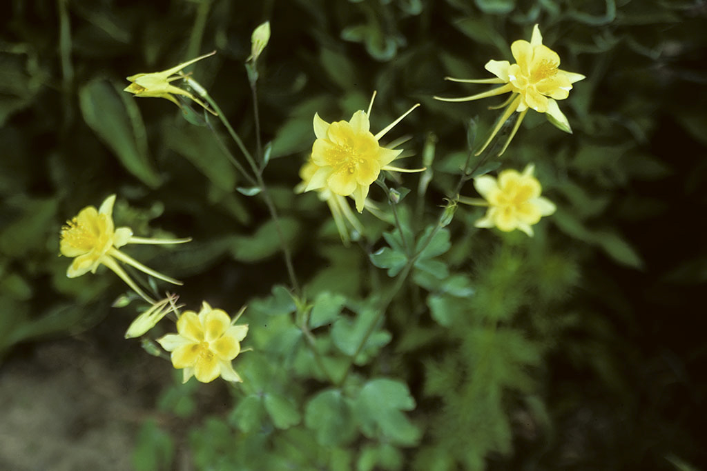 Columbine