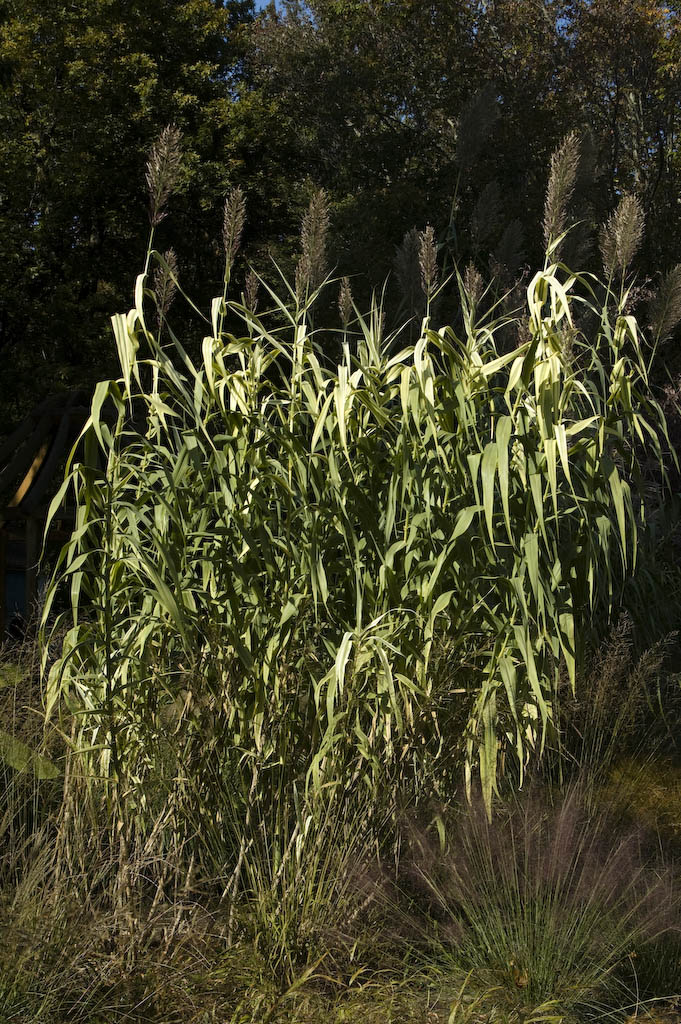 Giant Reed
