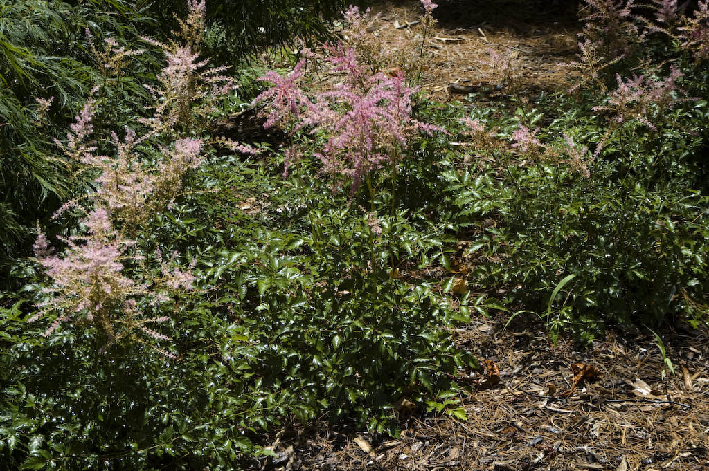 Astilbe
