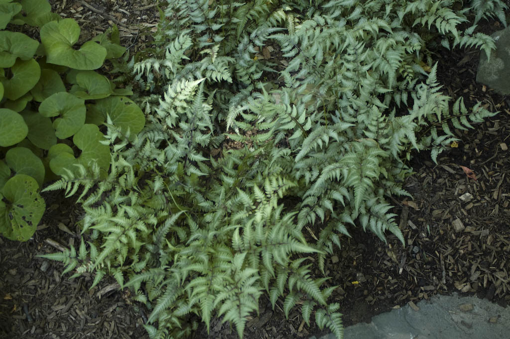 Japanese Painted Fern