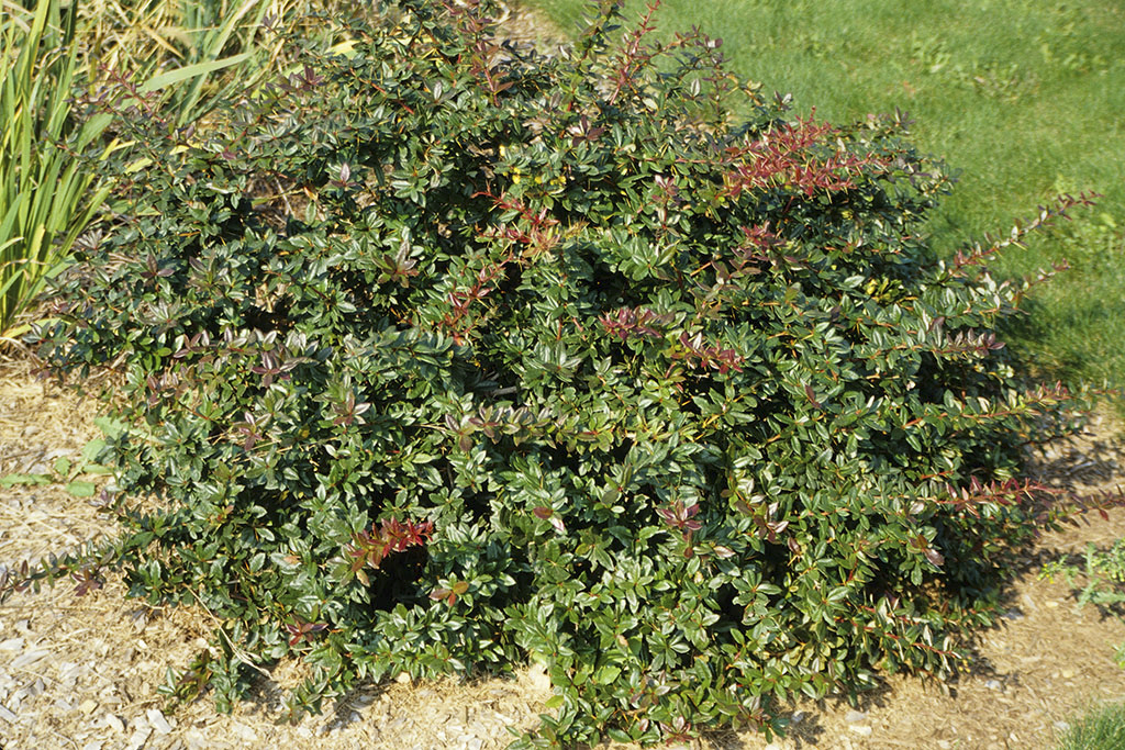 Barberry