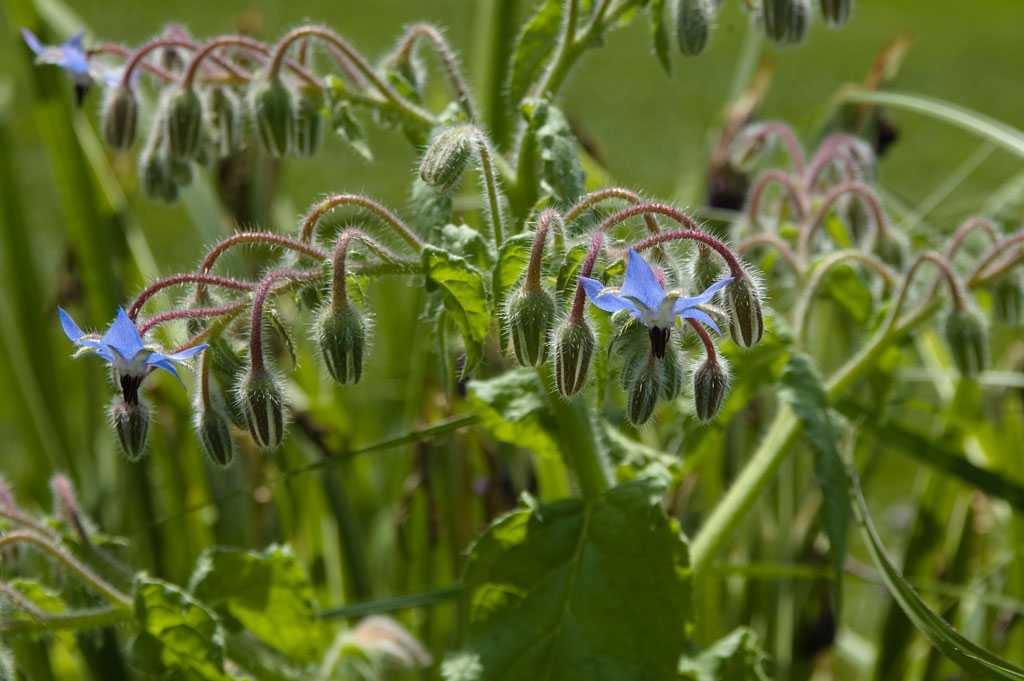 Borage