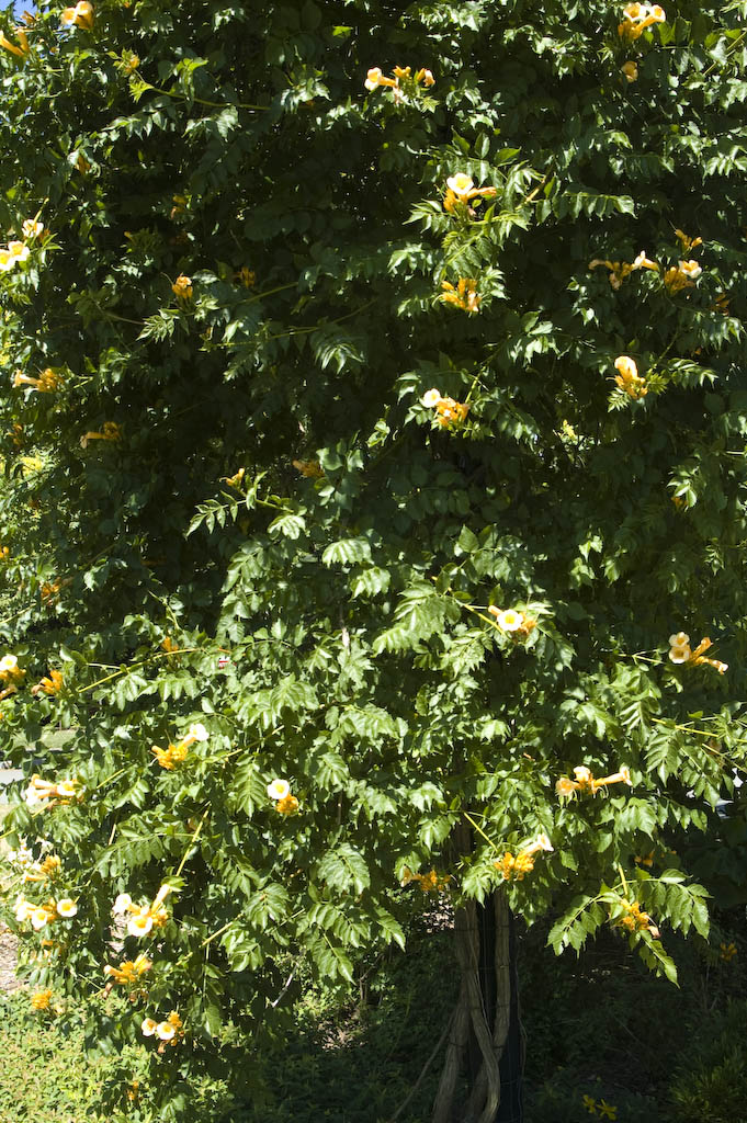 Trumpet Creeper