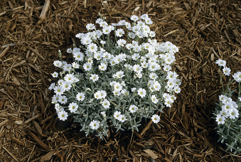 Snow-in-Summer