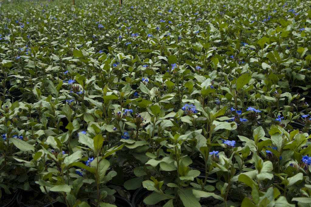Plumbago