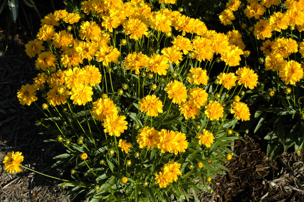Lance Coreopsis