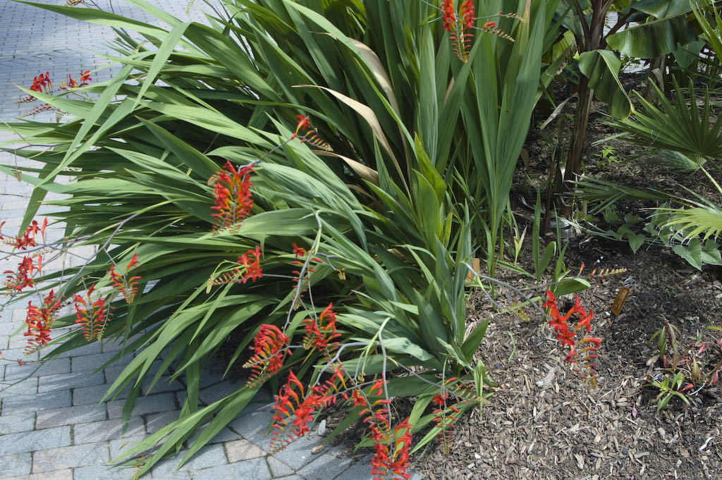 Crocosmia