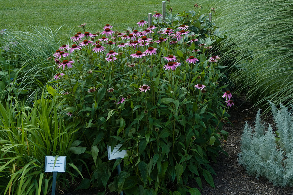 Purple Coneflower