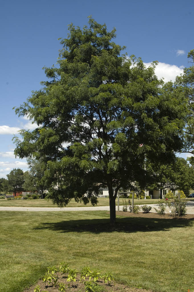 Honey Locust
