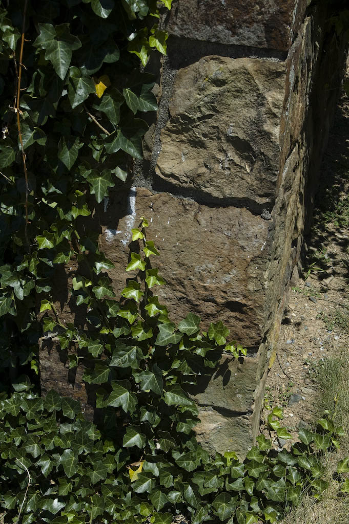 English Ivy