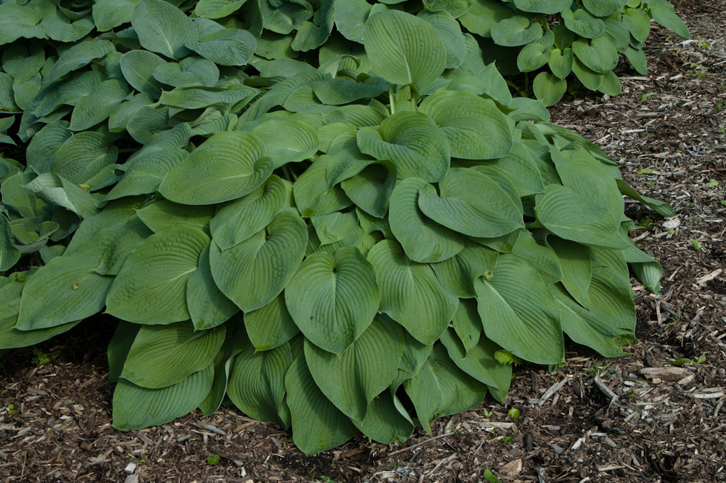 Hosta