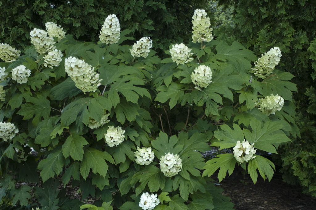 Oakleaf Hydrangea