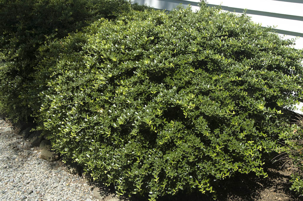 Japanese Holly