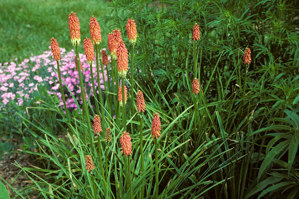 Red-Hot Poker