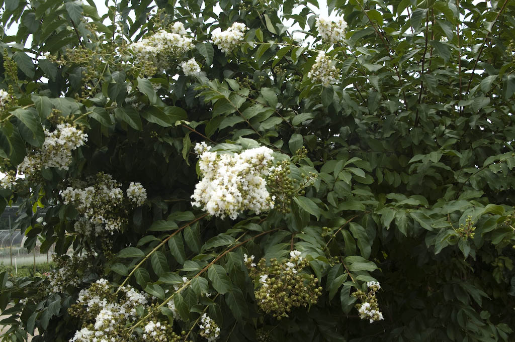 Crape Myrtle