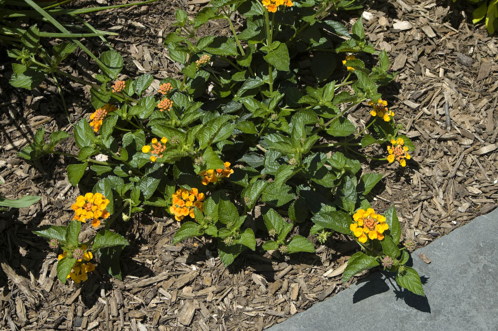 Lantana