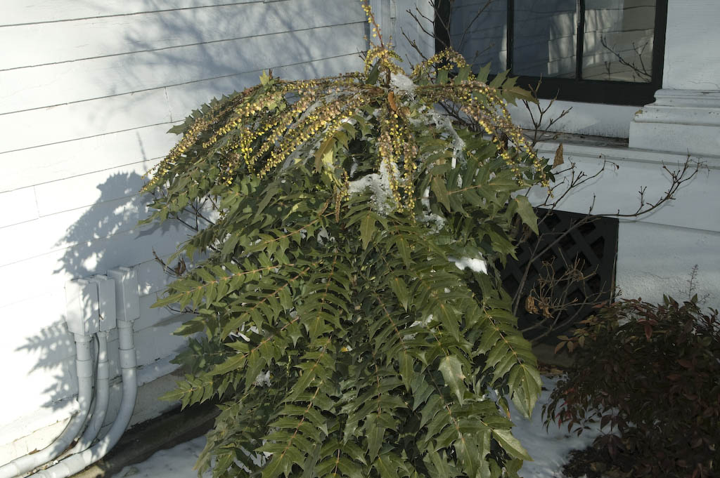 Leatherleaf Mahonia