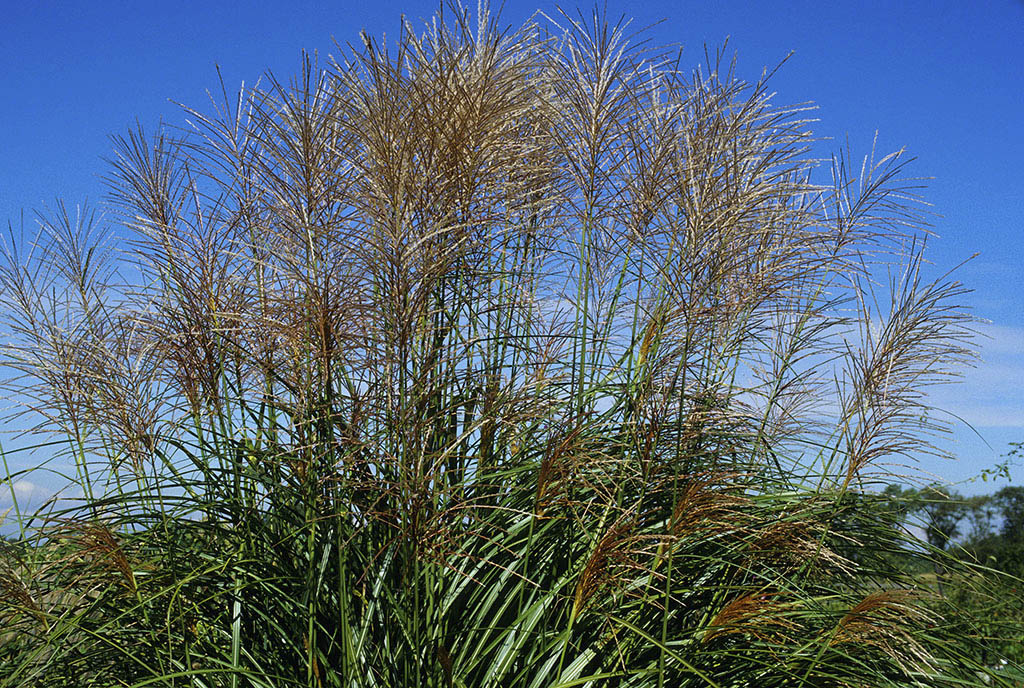 Japanese Silver Grass