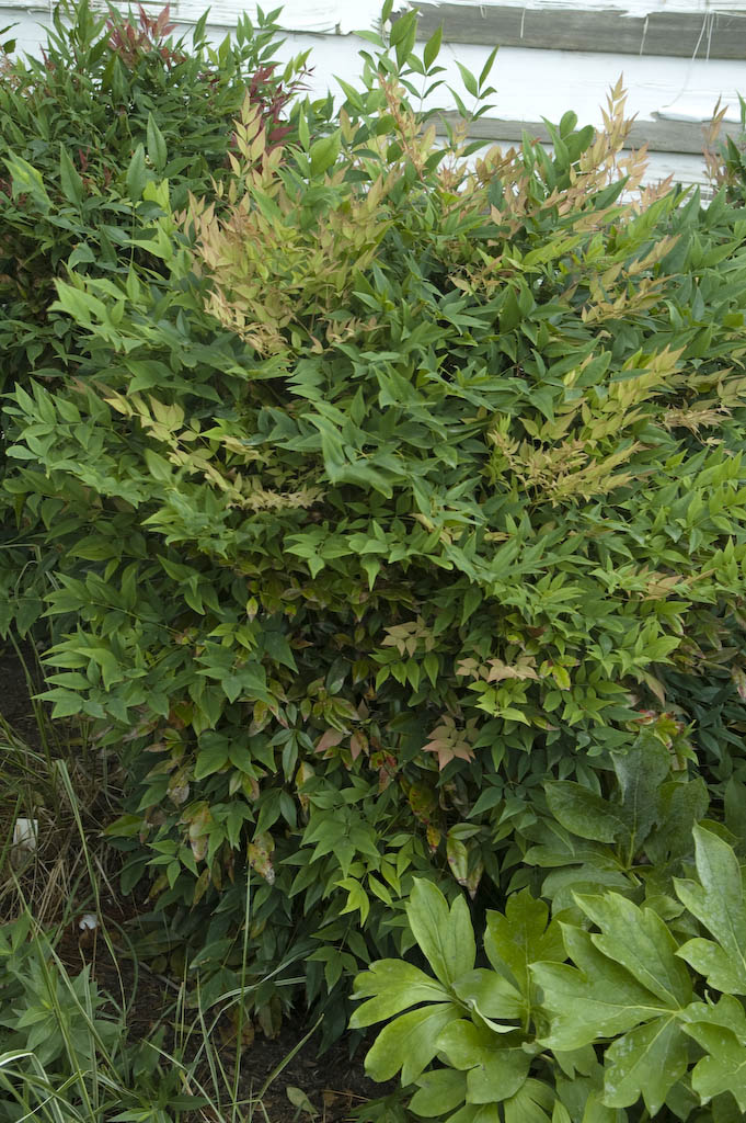 Heavenly Bamboo