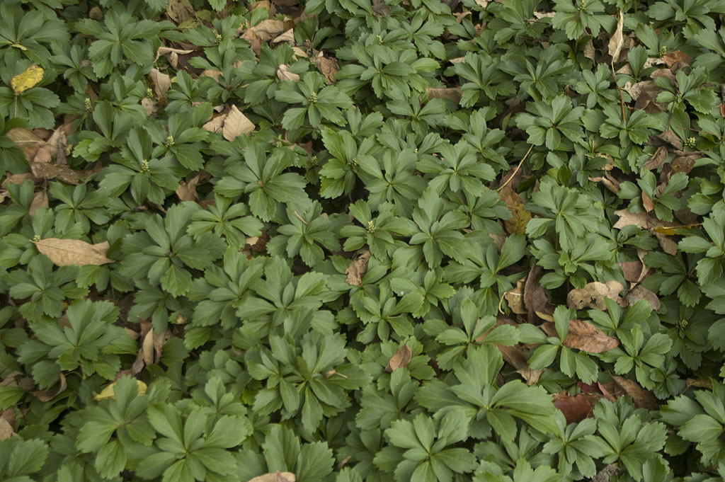 Pachysandra