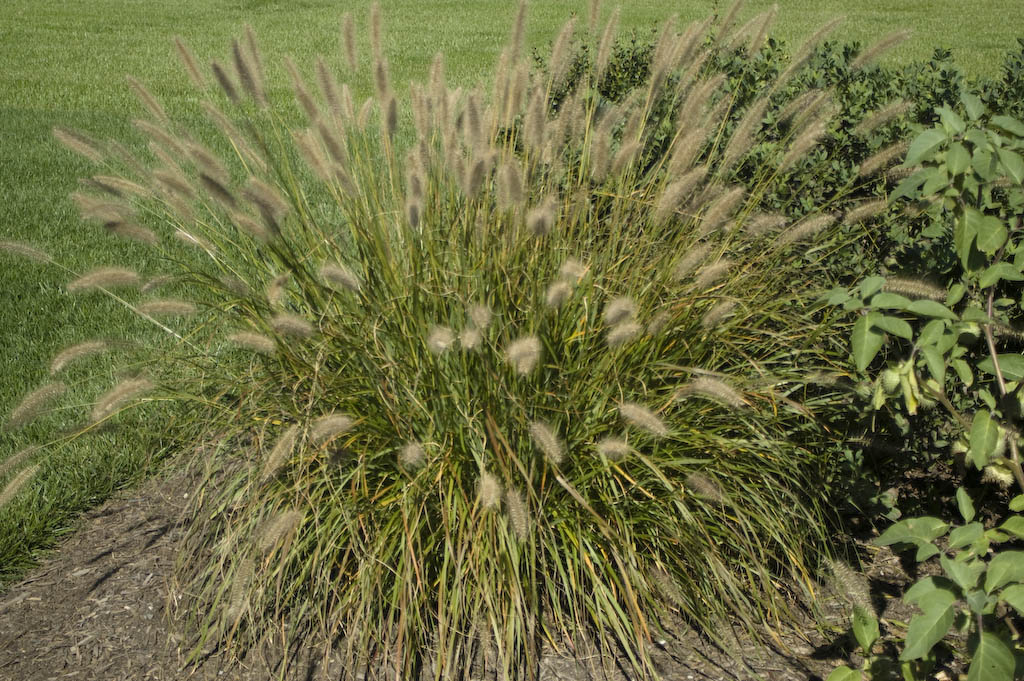 Fountain Grass