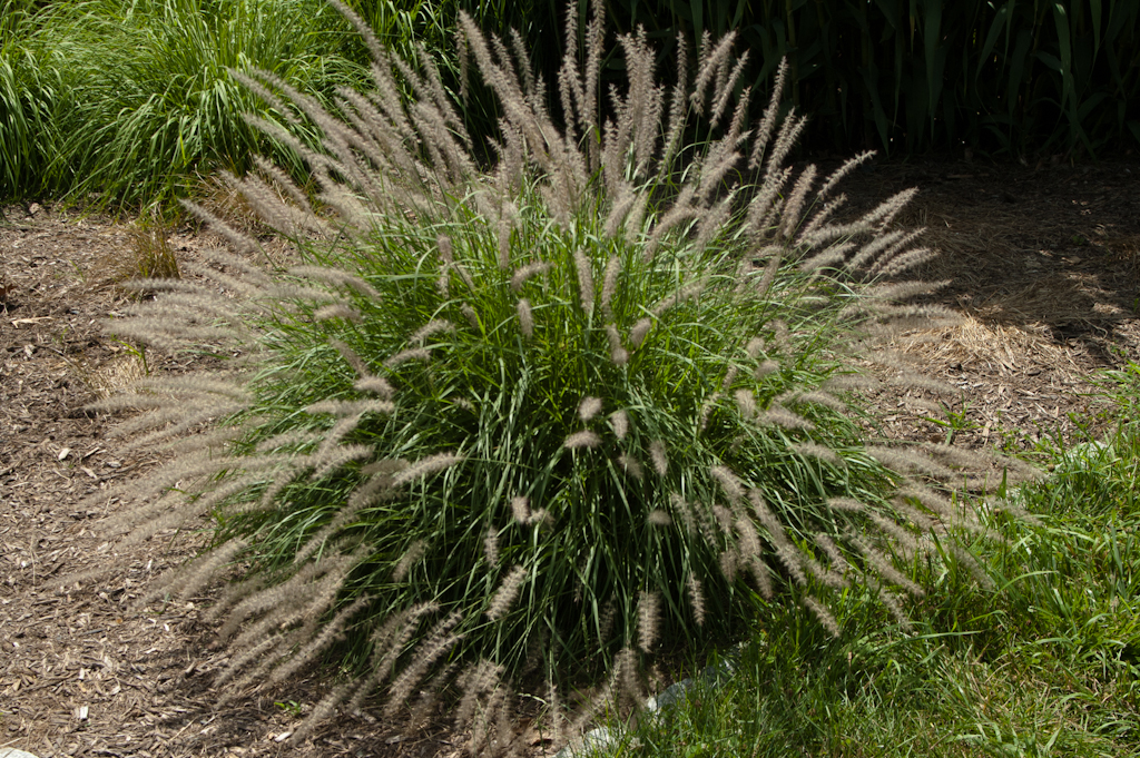 Oriental Fountain Grass