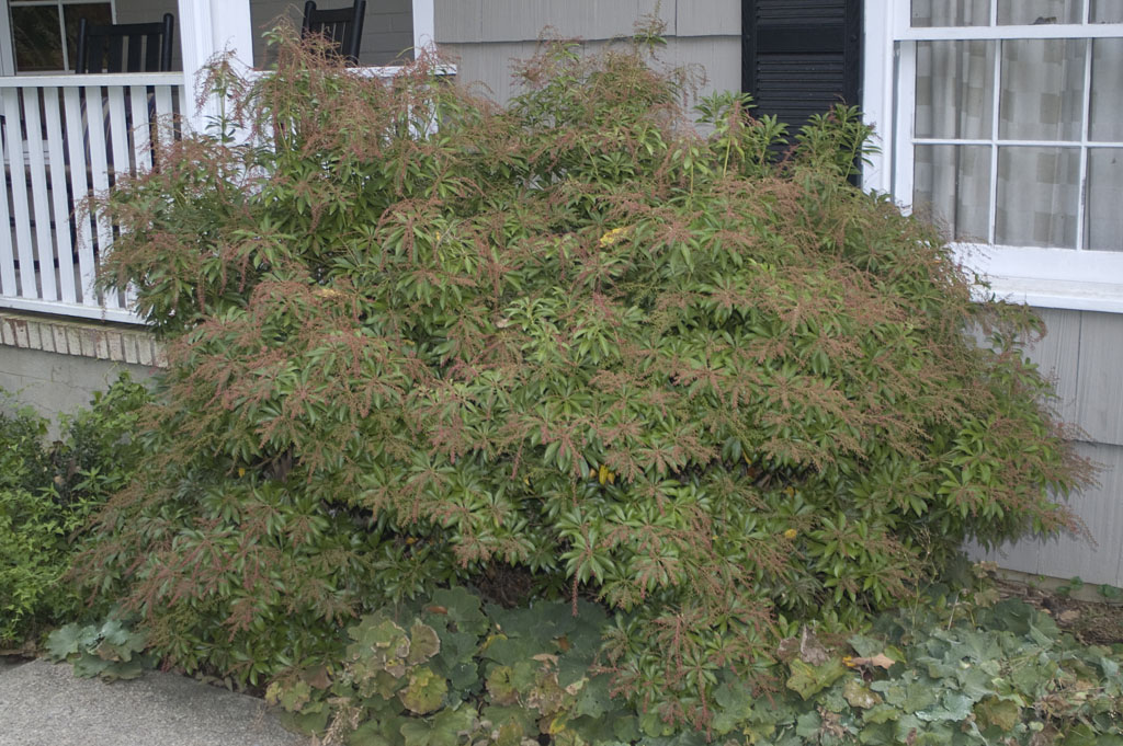Japanese Pieris, Andromeda