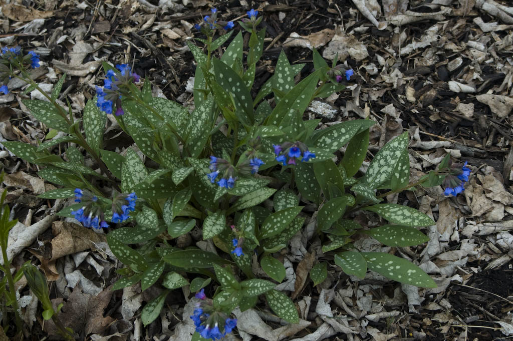 Lungwort