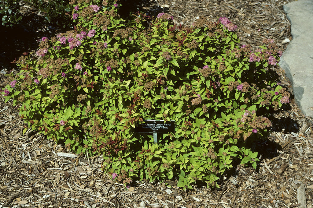 Japanese Spirea
