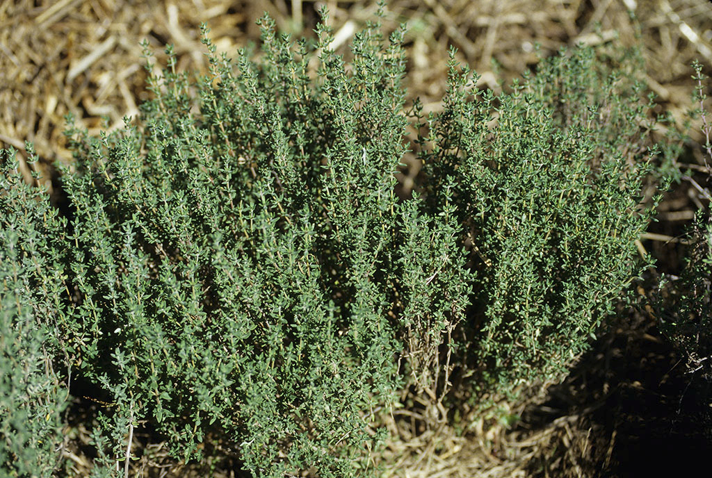 Thyme