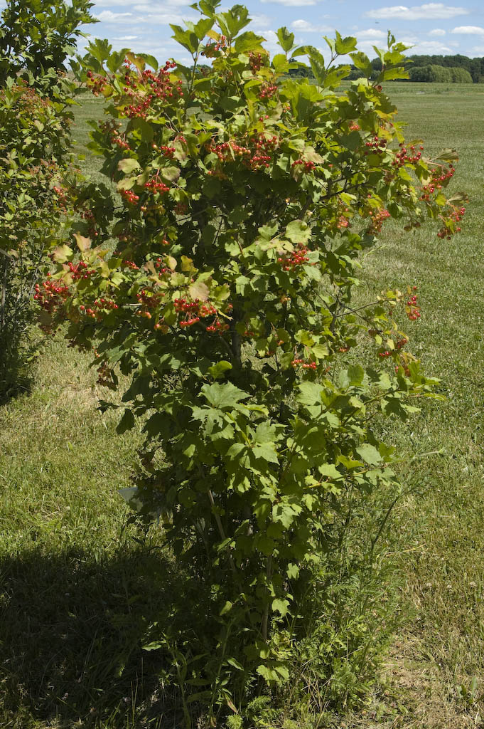Cranberry Bush