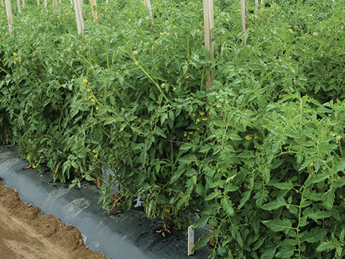 Photo: Tomato plants.