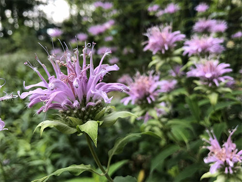 Photo: A small meadow of wild bergamot stalks in bloom, each with flowerheads full of many tubular-shaped, lavender-color flowers. Photo credit: Jean Epiphan
