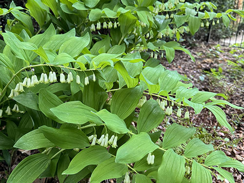 Photo: Long, arching leafy stalks have many small white bell-shaped flowers in pairs hanging from each node. Photo credit: Jean Epiphan.