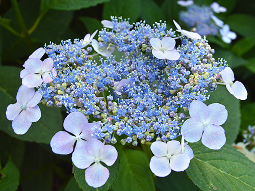 Photo: Hydrangea serrata - Bluebird.