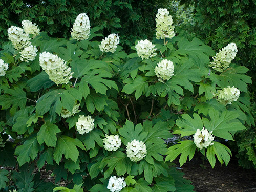 Photo: Hydrangea flower.