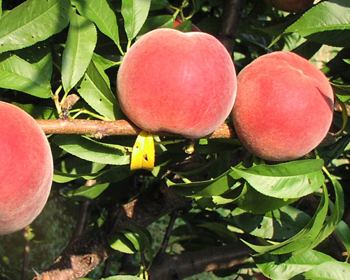 Photo: Gloria peach.
