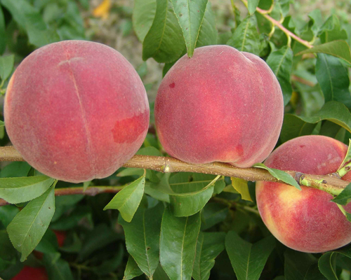 Photo: Messina peach.