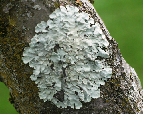 Photo: Lichens on tree trunk.
